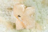 Peach Stilbite Crystals on Quartz - India #153189-2